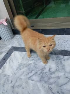 4 Months Kitten Brown Persian Fix price No change