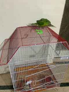 green parrot for sale . "With cage"