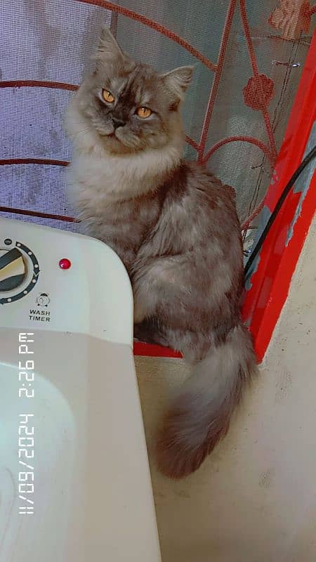 Persian cat 2