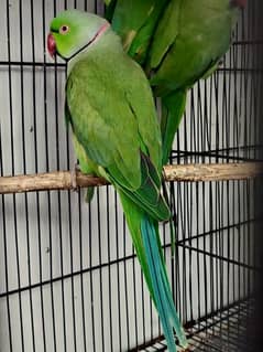 green parrot