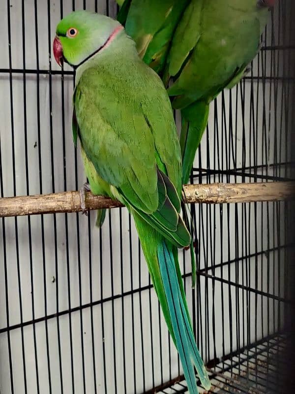 green parrot 0