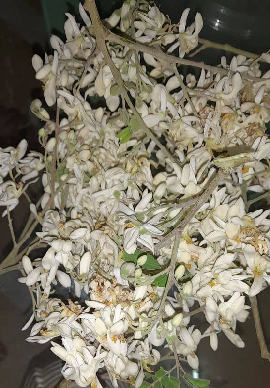 سوہانجناMORINGA FLOWER 0