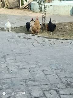 Fancy  hens 4 sale