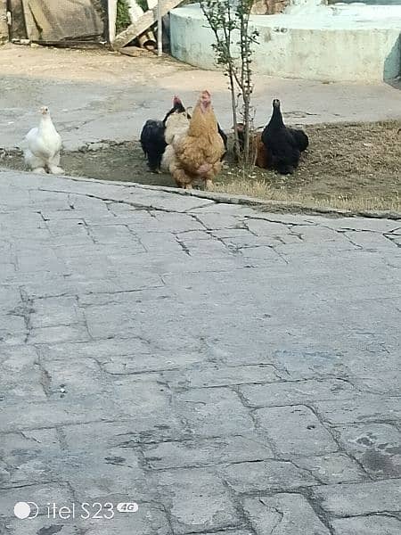 Fancy  hens 4 sale 0