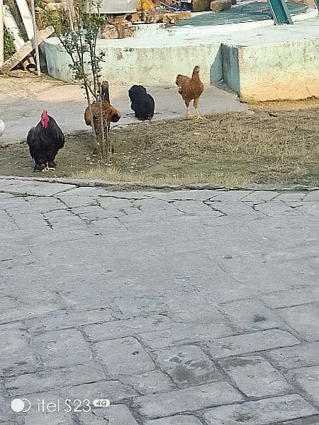 Fancy  hens 4 sale 2