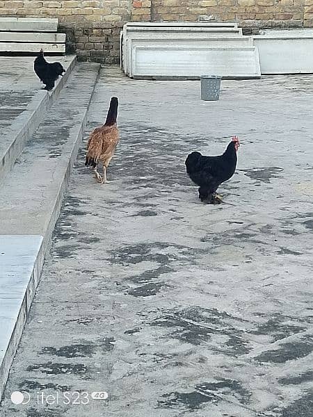 Fancy  hens 4 sale 3