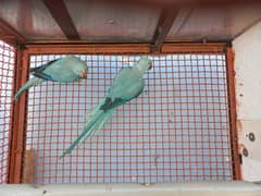 Blue Ringneck Ready to first breed