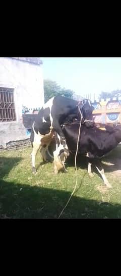 frazian cow fress 2dant for sale abi cros hui hai