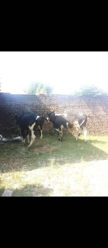 frazian cow fress 2dant for sale abi cros hui hai 1