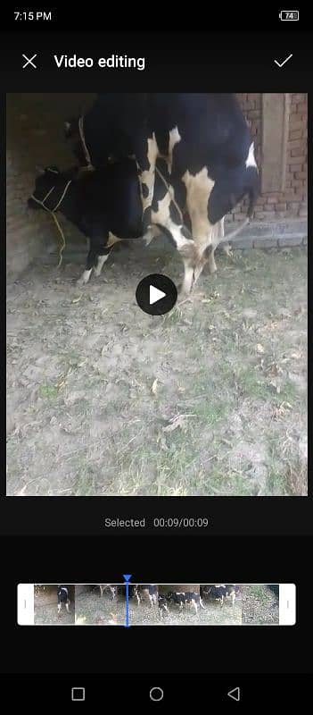 frazian cow fress 2dant for sale abi cros hui hai 2