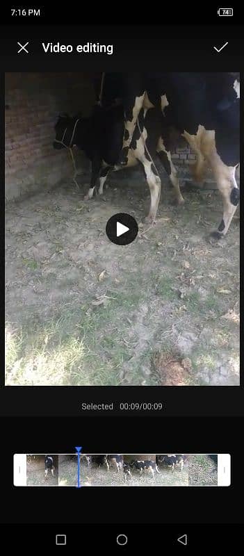 frazian cow fress 2dant for sale abi cros hui hai 4