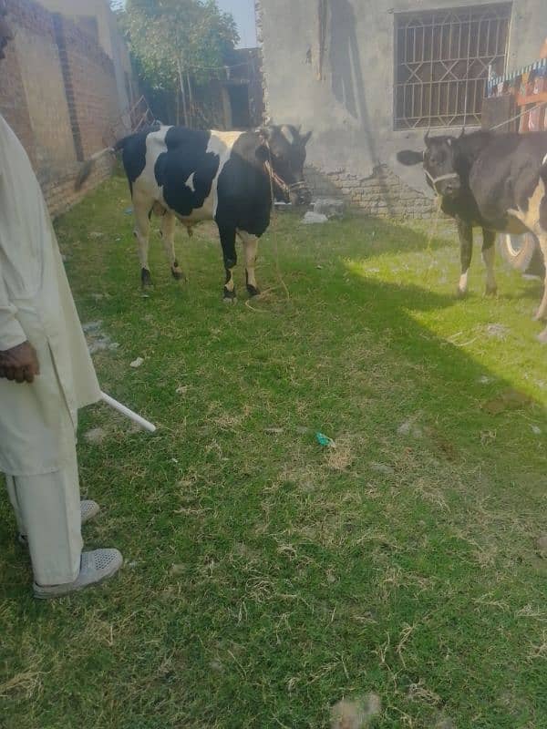 frazian cow fress 2dant for sale abi cros hui hai 6