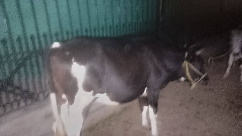 frazian cow fress 2dant for sale abi cros hui hai 7