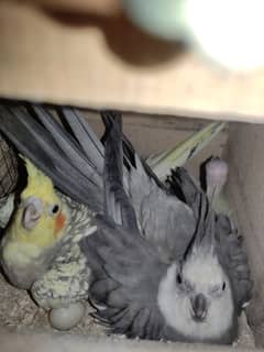 2 Cockatiel Pairs With Eggs, Cockatiel Male (Singing Guarenteed), Cage