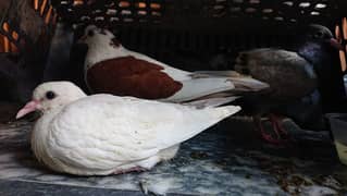 breeder pigeons for sale