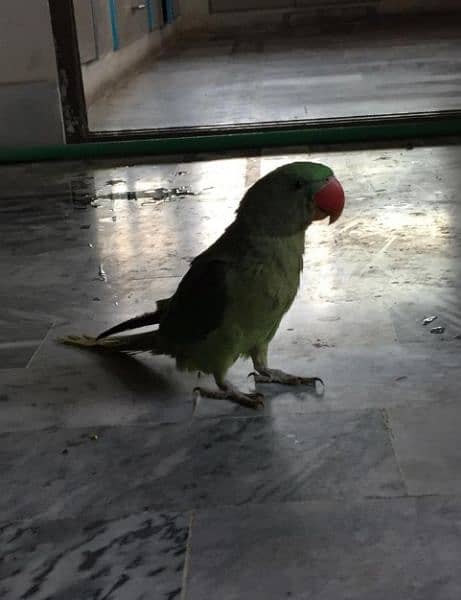 Parrot 1