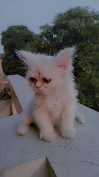 Persian kitten 1