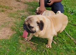 pedigree pug male for sale 0