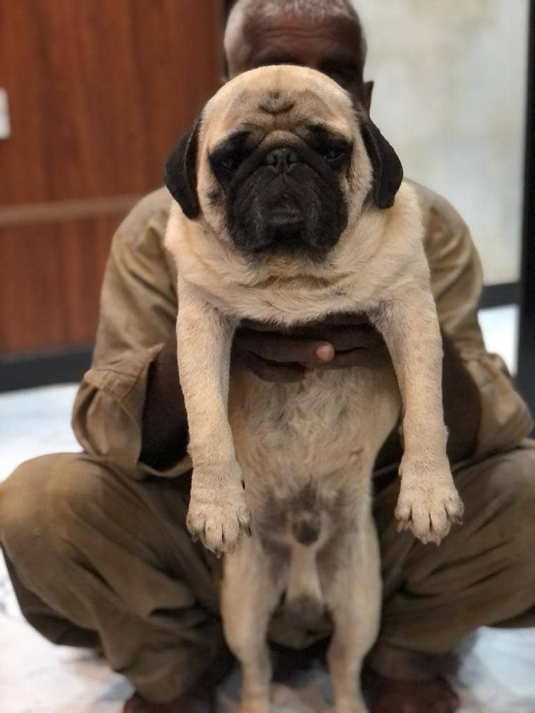 pedigree pug male for sale 1