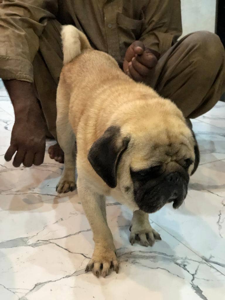 pedigree pug male for sale 2