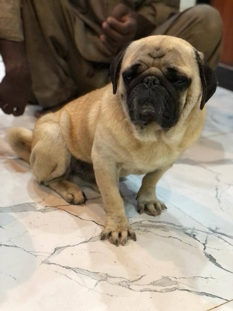 pedigree pug male for sale 3