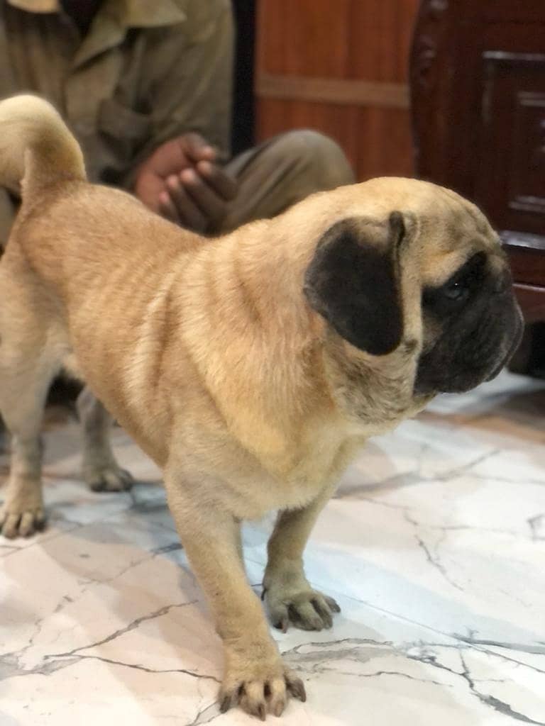 pedigree pug male for sale 4