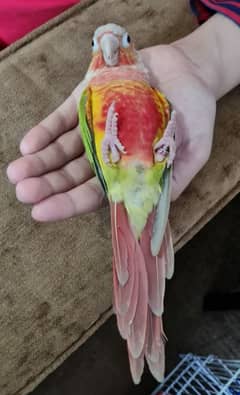 Hand Tamed Pineapple conure