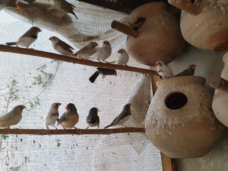 breeding Java and finch colony with chicks 7