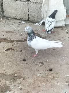 pigeon