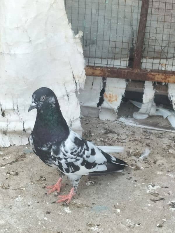 pigeon for sale 1