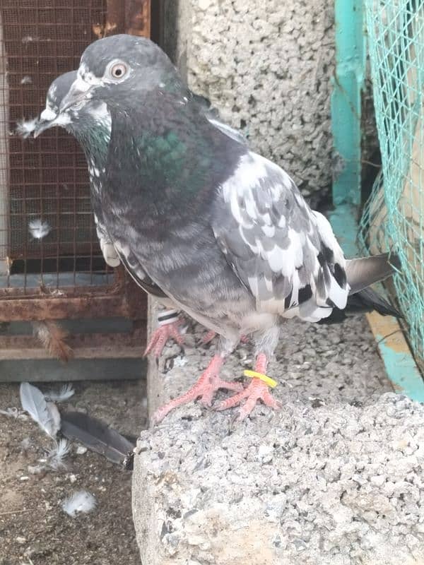 pigeon for sale 2