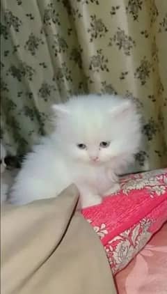 Persian cat for sale my WhatsApp number 03"47"59"40"629