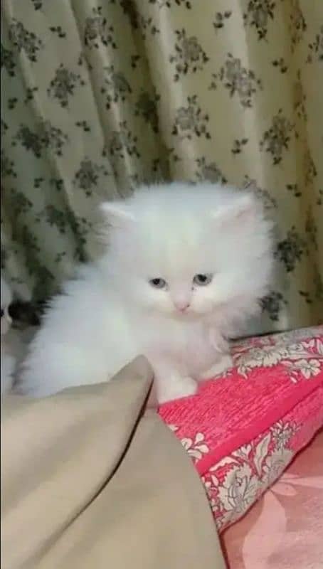 Persian cat for sale my WhatsApp number 03"47"59"40"629 0