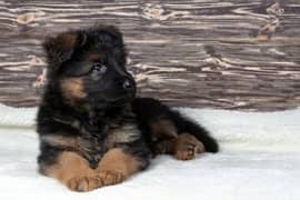 Home Breed German Shepherd Puppy 0