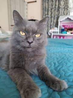 Russian blue cat