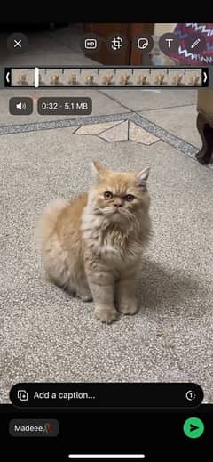 Persian Cat for Sale