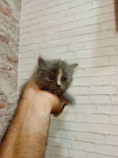 Persian kittens grey