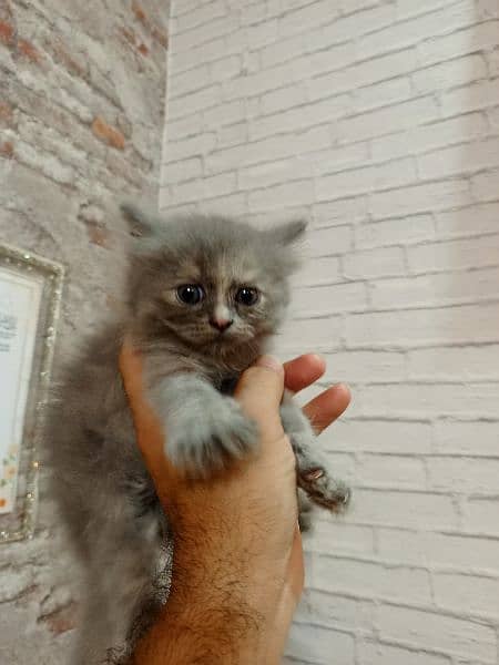 Persian kittens grey 1