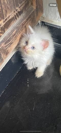 Persian female blue eyes