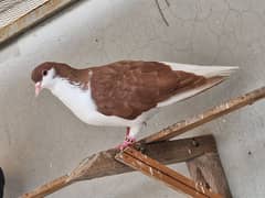 13 beautiful pigeon for sale