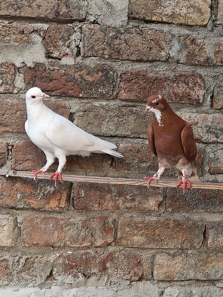 13 beautiful pigeon for sale 1