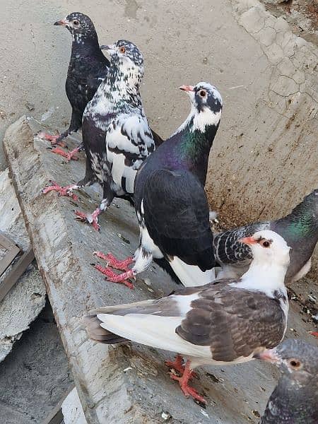 13 beautiful pigeon for sale 2