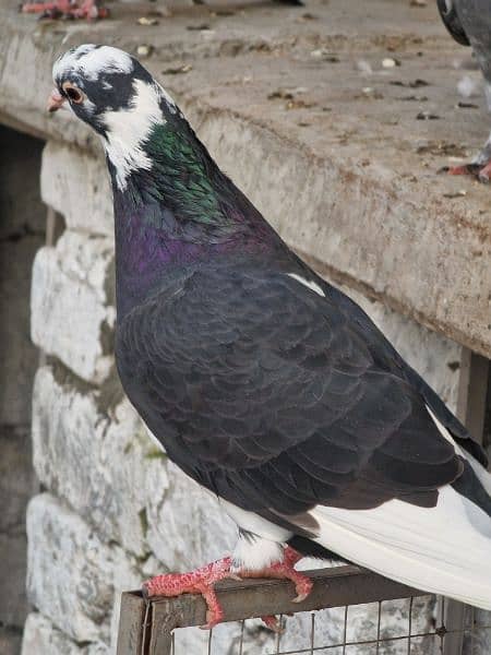 13 beautiful pigeon for sale 3