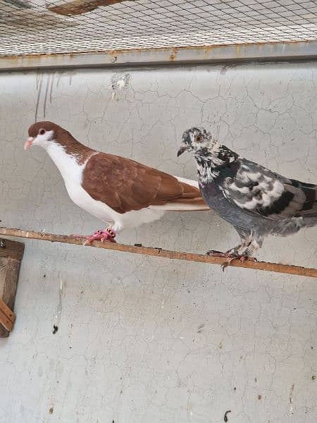 13 beautiful pigeon for sale 4