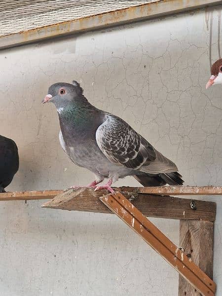 13 beautiful pigeon for sale 5