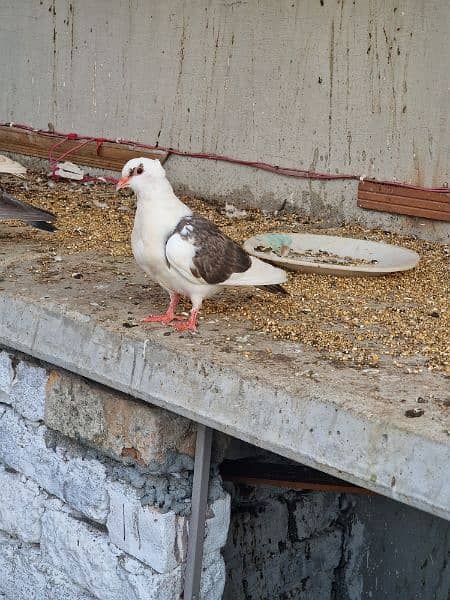 13 beautiful pigeon for sale 7