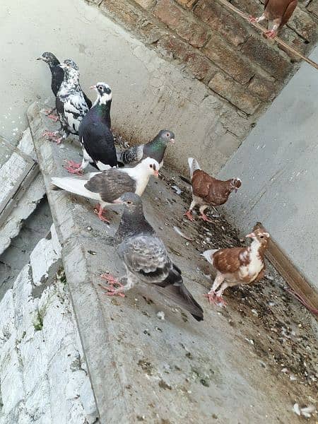 13 beautiful pigeon for sale 8