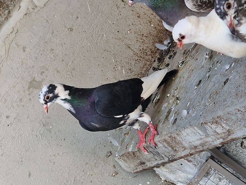 13 beautiful pigeon for sale 9