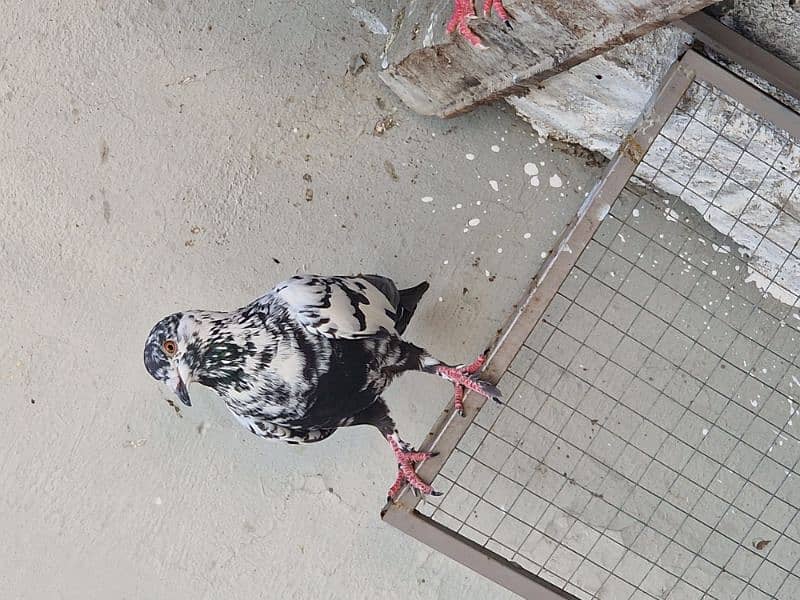 13 beautiful pigeon for sale 10