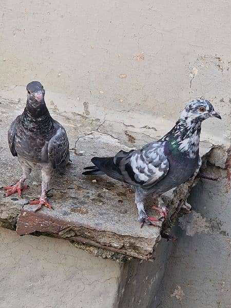 13 beautiful pigeon for sale 11